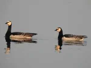 Menno 01 - Brandganzen op het Veluwemeer